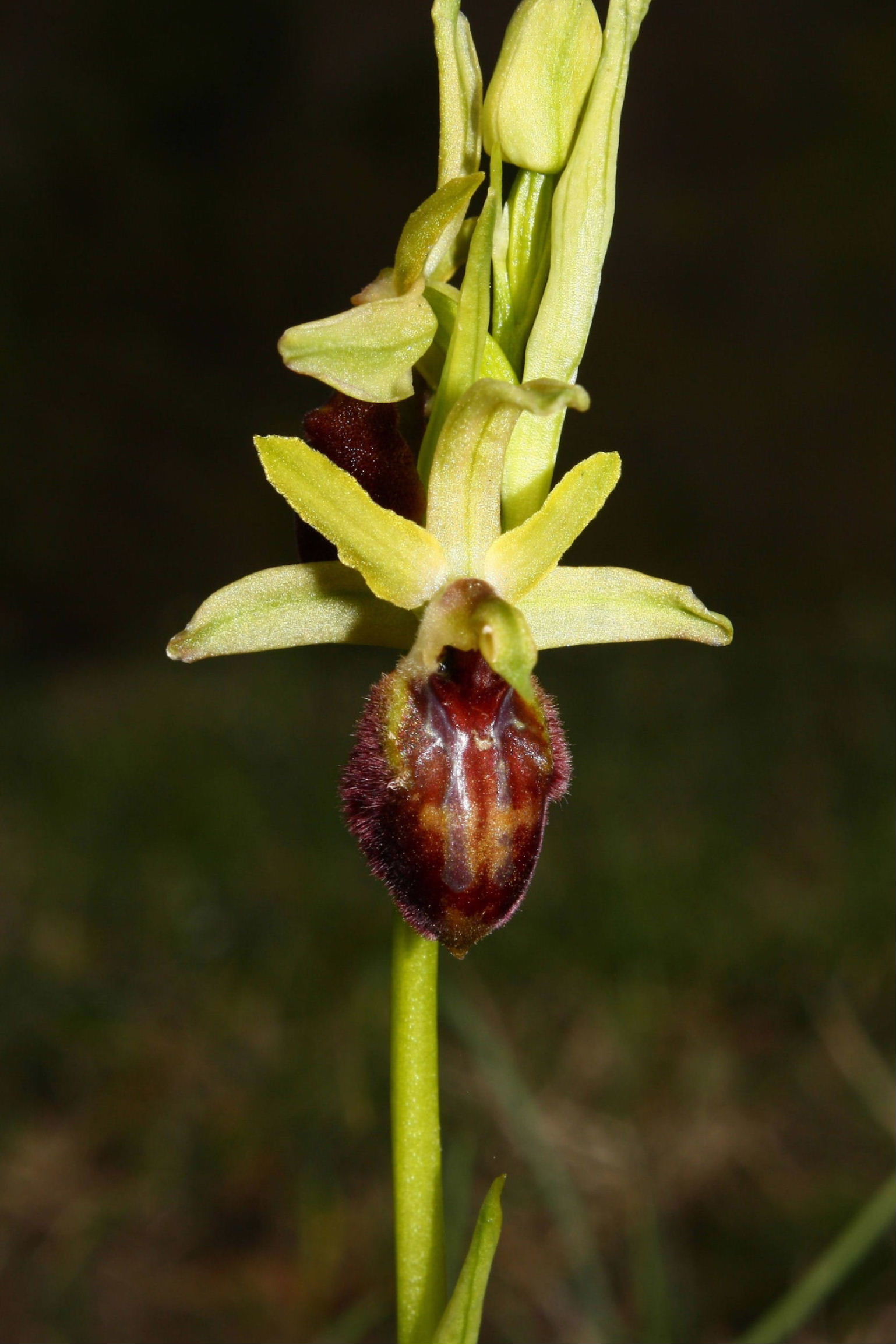 Ophrys da determinare